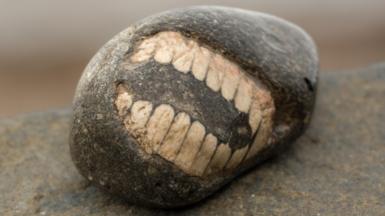A fossil of part of a crinoid that resembles a row of teeth. The markings form a curved shape with pale, tooth‑like segments set against the darker surface of the fossil. The fossil rests on another rock in the foreground.