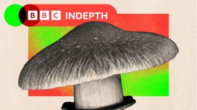 A treated image of a magic mushroom