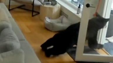 Bear running out of a door.