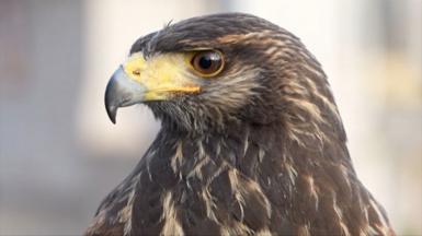 Close up of a Harris hawk with brown feathers, brown eyes and a yellow and grey beak