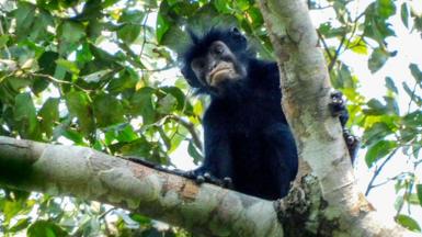 The image shows a newly discovered species of monkey looking down towards the camera from the branch of a leafy tree, in the forests of the Democratic Republic of Congo. The monkey has black fur and a black face with particularly striking pinkish-orange lips. 