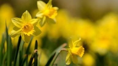 Three bright yellow trumpet-shaped daffodils can be seen against a carpet of vibrant yellow daffodils growing on grassland 