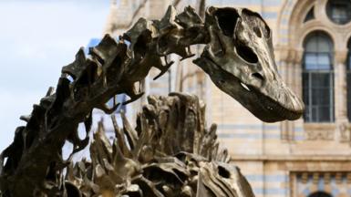 Natural History Museum gardens preview, where 'Fern' is revealed as the name for the new bronze Diplodocus dinosaur. 
