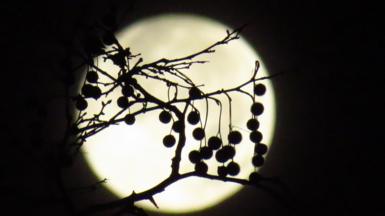 Almost full Moon in dark night sky with branch of a plane tree in foreground