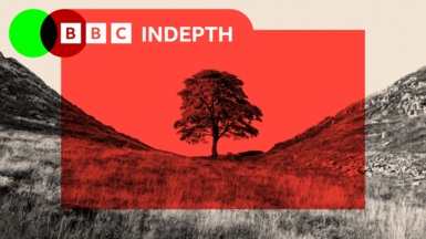 A treated image of the Sycamore Gap Tree