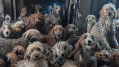 About 20 different poodle-cross dogs, all with shaggy coats in various shades of grey, white and tan, are seen crowded into one living space. One dog is seen howling, and another is seen sitting in what looks like a wood burner