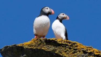 Two puffins are standing on a rock both looking to the right, with unbroken blue skies. The puffin on the left is plastic, while the puffin on the right is real. The two look remarkably alike.