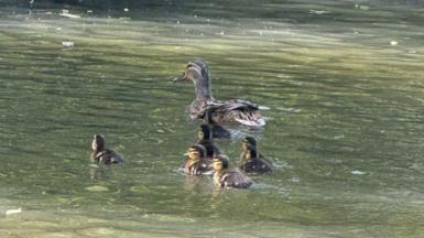 Eight ducklings are swimming behind their mother in a river. The river is lightly rippling and it is green, there are patches of sunlight hitting the water. 
