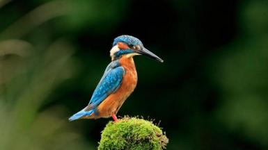 kingfisher