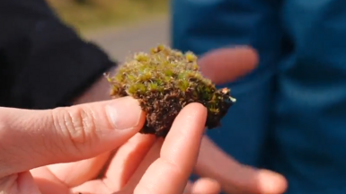 A close-up picture of hand holding a clump of green moss with brown roots