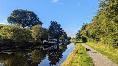 Canal boats with blue skies overhead and two small dogs on a towpath. Trees starting to take on a hint of autumn colours