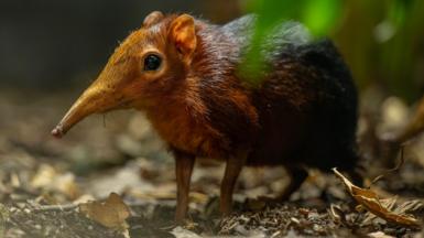 A close up of a small black-and-rufous sengi, also known as an elephant shrew. It is standing on a forest floor covered with dry leaves and twigs.