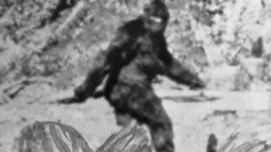 Black and white photograph of Bigfoot, who is a tall ape-like figure covered in black fur. He is pictured walking from the side, swinging his left arm in front of his body, and the left arm swinging behind him. There is a large amount of forestry pictured around him.