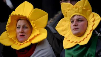 Glum Wales fans wearing daffodils
