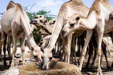 Camels in Somalia