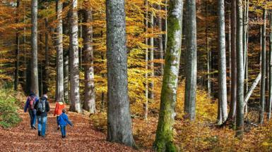 A family walking through a forest in autumn with brown leaves on the ground