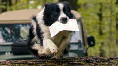 Dog carrying a letter in its mouth as it jumps over a log
