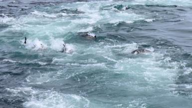 The photograph shows a shoal of bluefin tuna in a feeding frenzy off the coast of Cornwall in the south west of England last week. At least five dark bodies and fins of tuna can be seen in the midst of white water.   