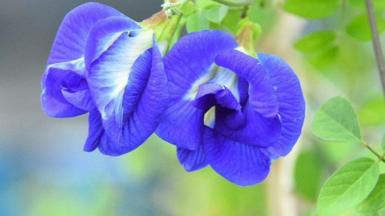 A close up of the blue flower of the butterfly pea. 
