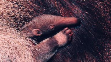 Close up of the baby anteater snuggled in its mother's fur. It has a striped front leg, small ears and a long snout