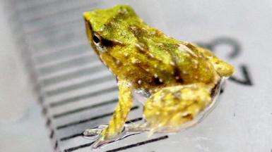 A green froglet sat on a ruler showing a 1cm range, in which it takes up half of the space.