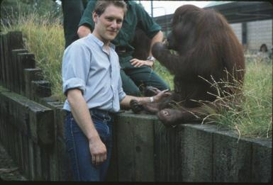 man with blue jeans and shirt posing with an orangutan who is sitting on a fence