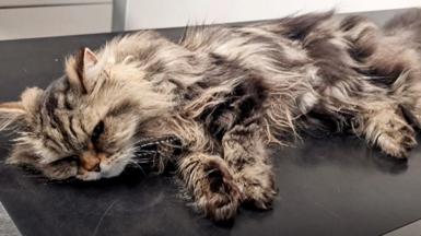 Smokey, a grey and black long-haired cat, lies on the vet's table