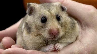 A hamster sitting in a person's hands