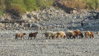 Sheep walk among the dried-out bed of the Orontes River in Jisr al-Shughour, Syria