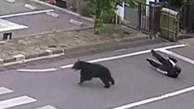 A black bear is seen running on a road, with a man dressed in black visible on the ground behind him.