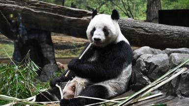 Giant panda Lei Lei eats bamboo at Ueno Zoological Gardens in Tokyo