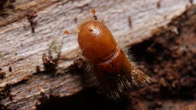 A close up  shot of Ips Typographus, a light brown hairy beetle with three front legs visible one slightly extended out. It is walking along the bark of a logged spruce tree.