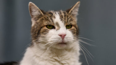 A headshot of Larry the cat, a 19-year-old rescue cat who has a white chest and nose, and brown tabby stripes across his eyes and forehead