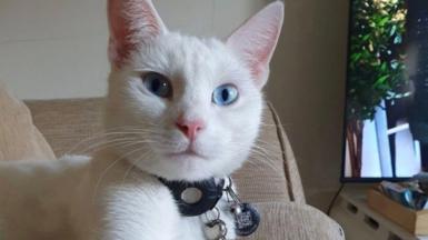 A white cat looking at the camera