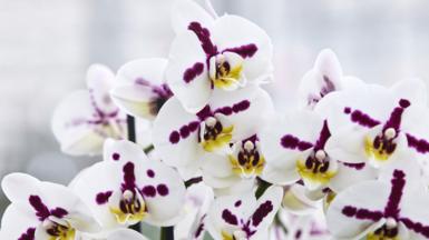 An white orchid with a purple cross