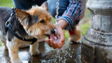 A small dog drinks water from a fountain which his owner has cupped in his hand. 