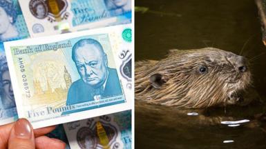 A composite picture of the Churchill £5 note on one side, and a beaver swimming through the water on the other.