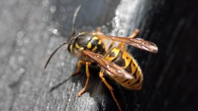 A wasp on a pub table in the sunshine
