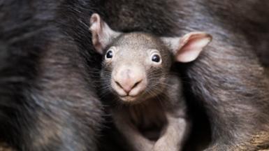 A baby wombat looks forward as it huddles underneath its mother's leg.