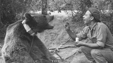 A beret-wearing Polish Army soldier throws food into the mouth of Wojtek, a Syrian brown bear which is wearing a collar and chain