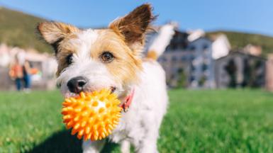 A happy-looking Jack Russell terrier dog wearing a red collar holds an orange ball in his mouth while playing in a park. 