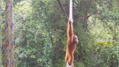 Orangutan crossing a bridge in the forest.