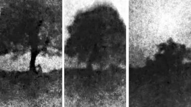 A still from a video showing the felling of the Sycamore Gap tree