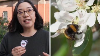 Reporter Lana Lam (right) and a close up of a bee on a white flower ( left)
