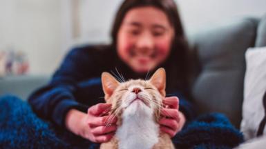 A ginger cat with a white nose and throat closes its eyes as it is petted by an owner on a pale grey sofa