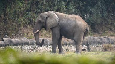 Shankar, the lone African elephant in Delhi's zoo, standing in an open area, which was part of his solitary enclosure, in 2021