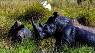 Two rhinos next to each other with one in profile. They are in the grass and a white bird is flying above them.