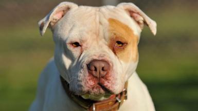 An XL bully dog, with pale gold fur and a patch of darker gold fur over his left eye, wearing a thick brown leather collar, staring directly at the camera