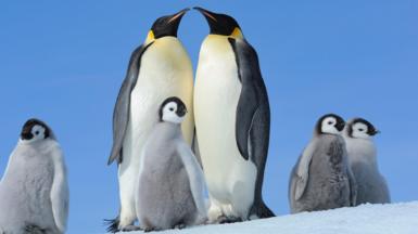 Two adult Emperor penguins and four chicks with fluffy grey coats on ice with a bright blue sky behind them