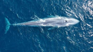 The citizen researchers, all of them locals, have spotted nearly 3,000 pygmy blue whales over the past 10 years